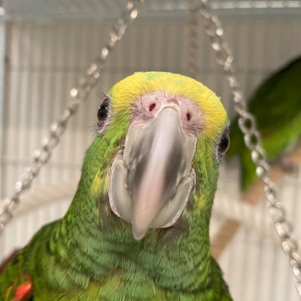  standard budgie at Paradise Pets Swindon