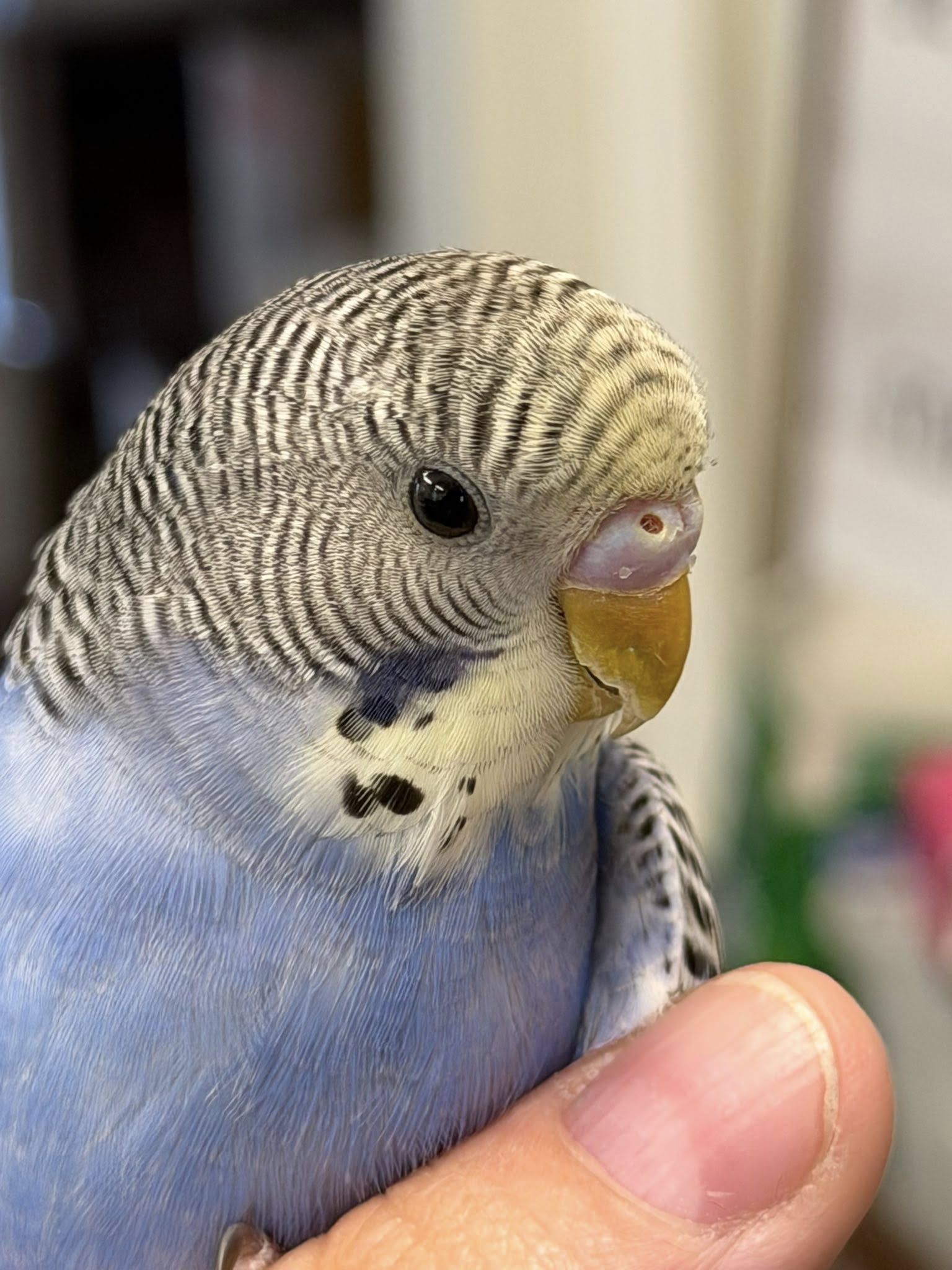 standard budgie talking male paradise pets swindon