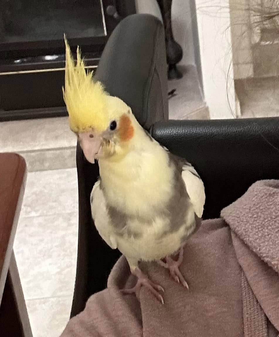 tame cockatiel sitting on owner's shoulder