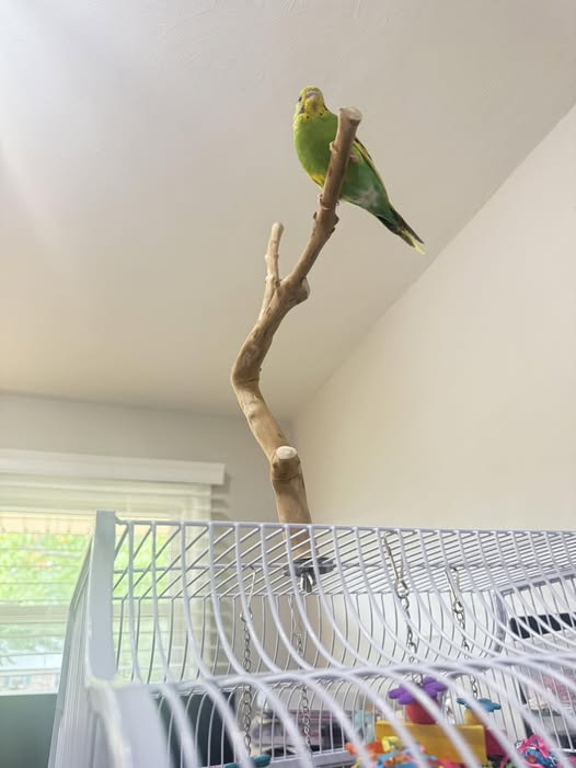 standard green budgie on wooden perch
