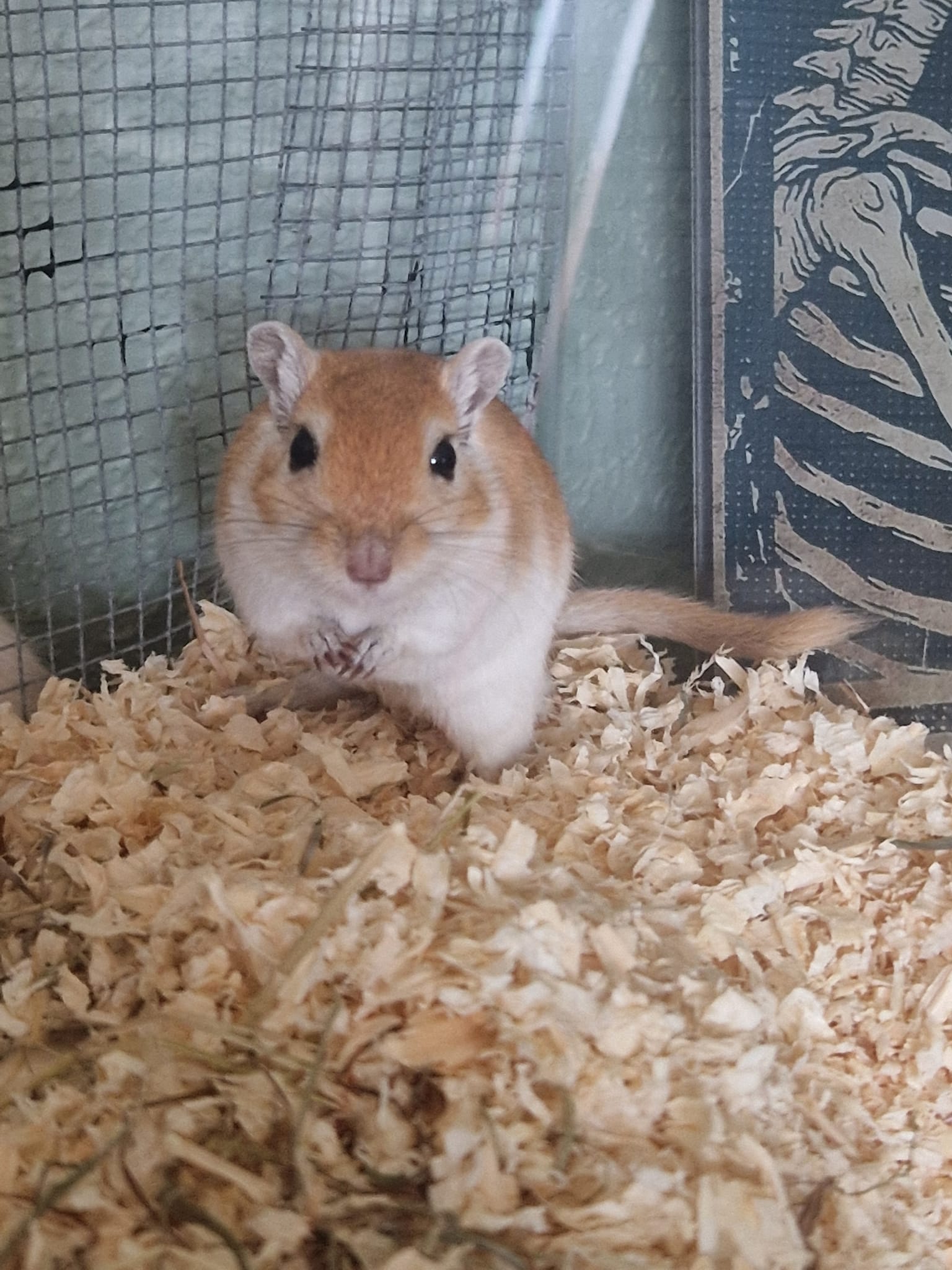 two bonded gerbils sleeping together"