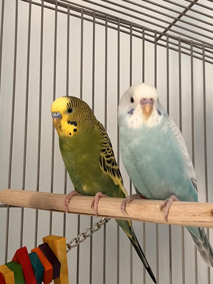 two budgies perched together