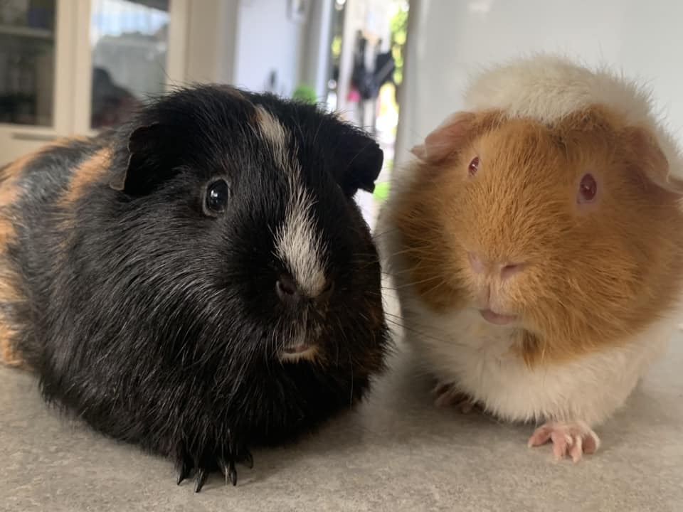 two guinea pigs face to face showing teeth chattering warning behaviour