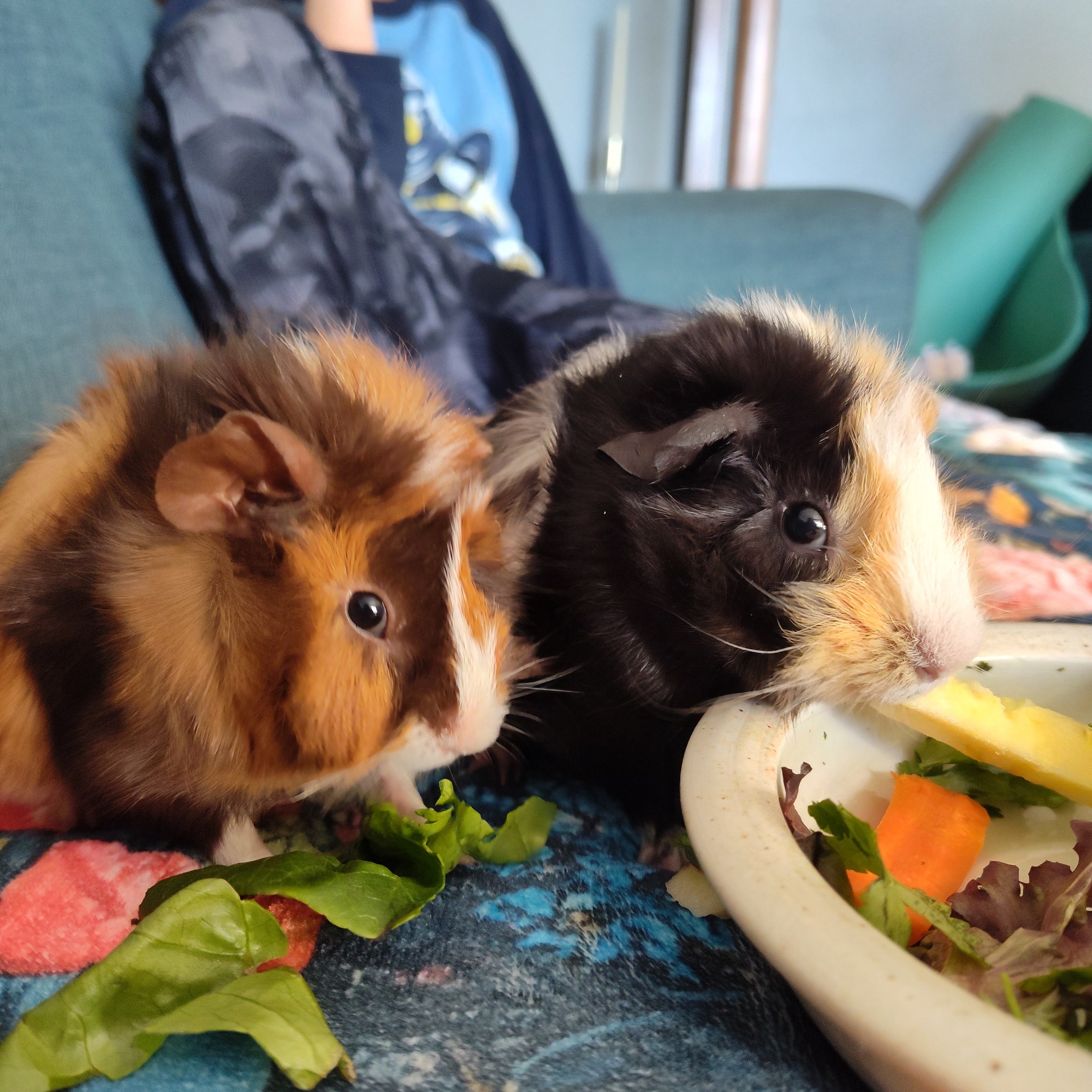 two guinea pigs rumblestrutting dominance display bonding paradise pets swindon