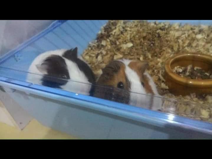 two guinea pigs sharing a hutch