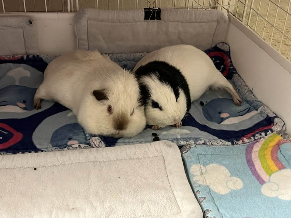 two guinea pigs together Paradise Pets Swindon
