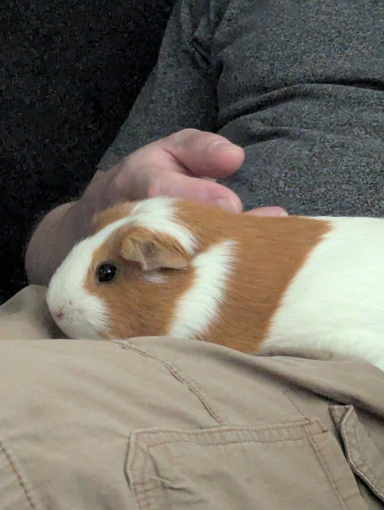young child sitting with guinea pig