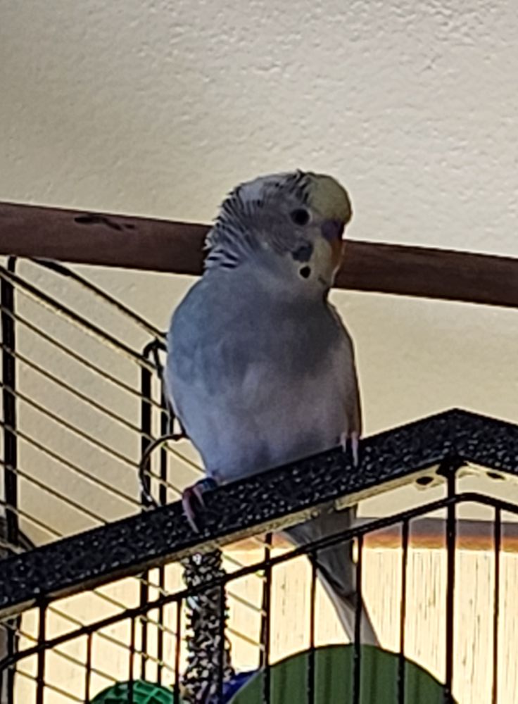 young tame budgie perched on owner's finger