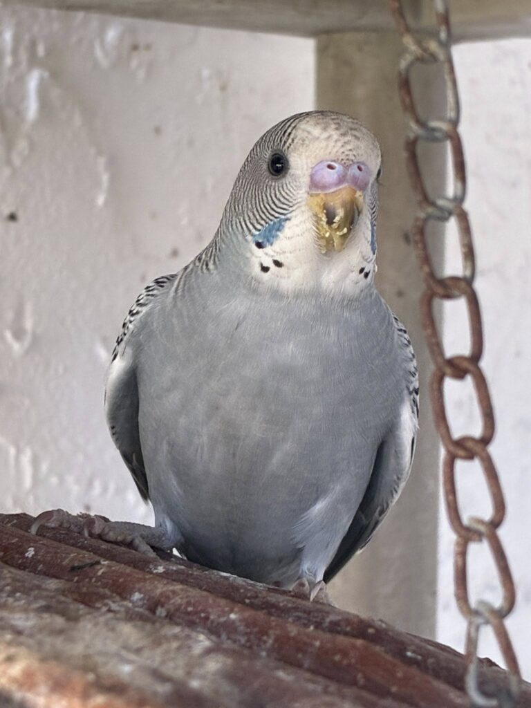"budgie climbing cage bars normal movement