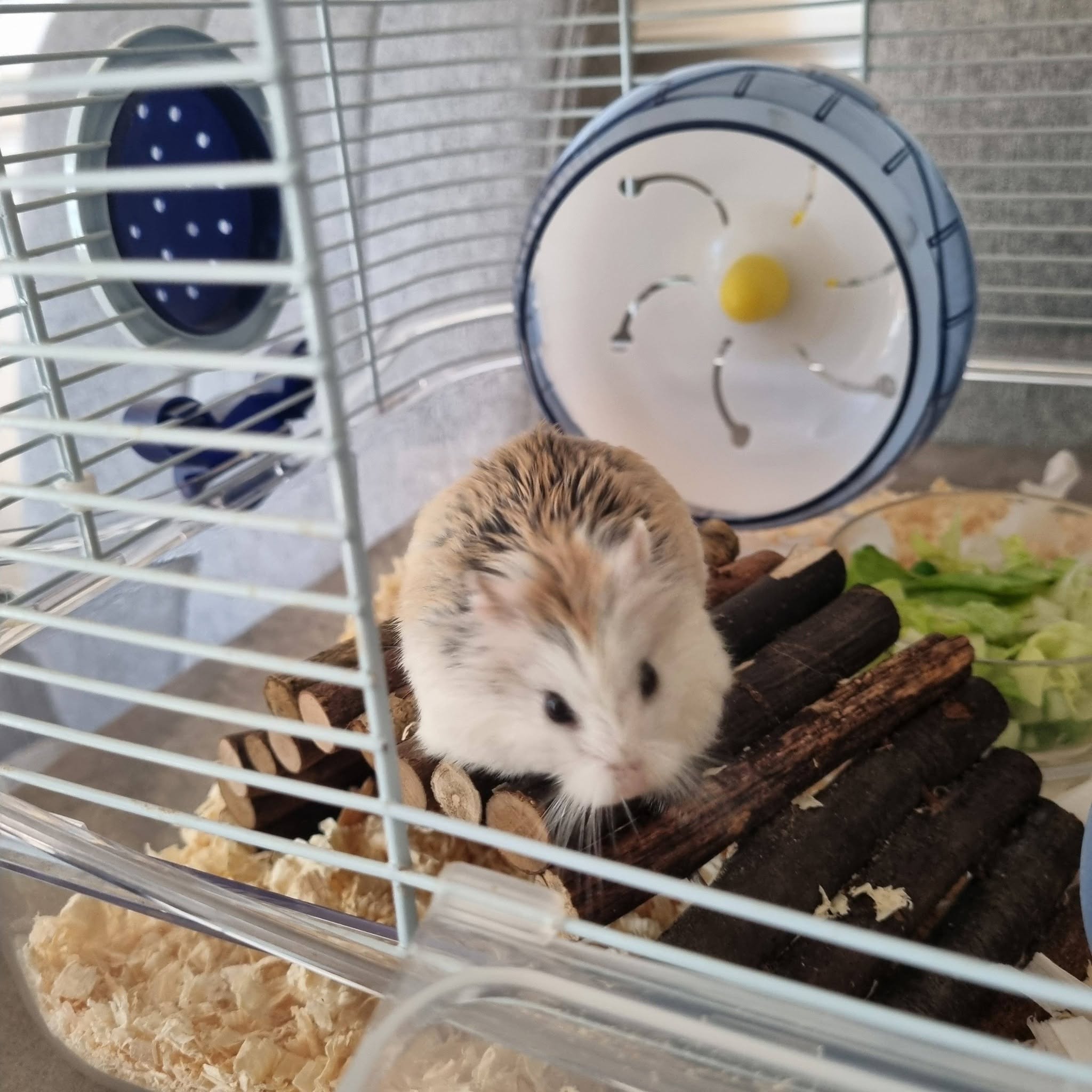 hamster wheel activity UK healthy exercise