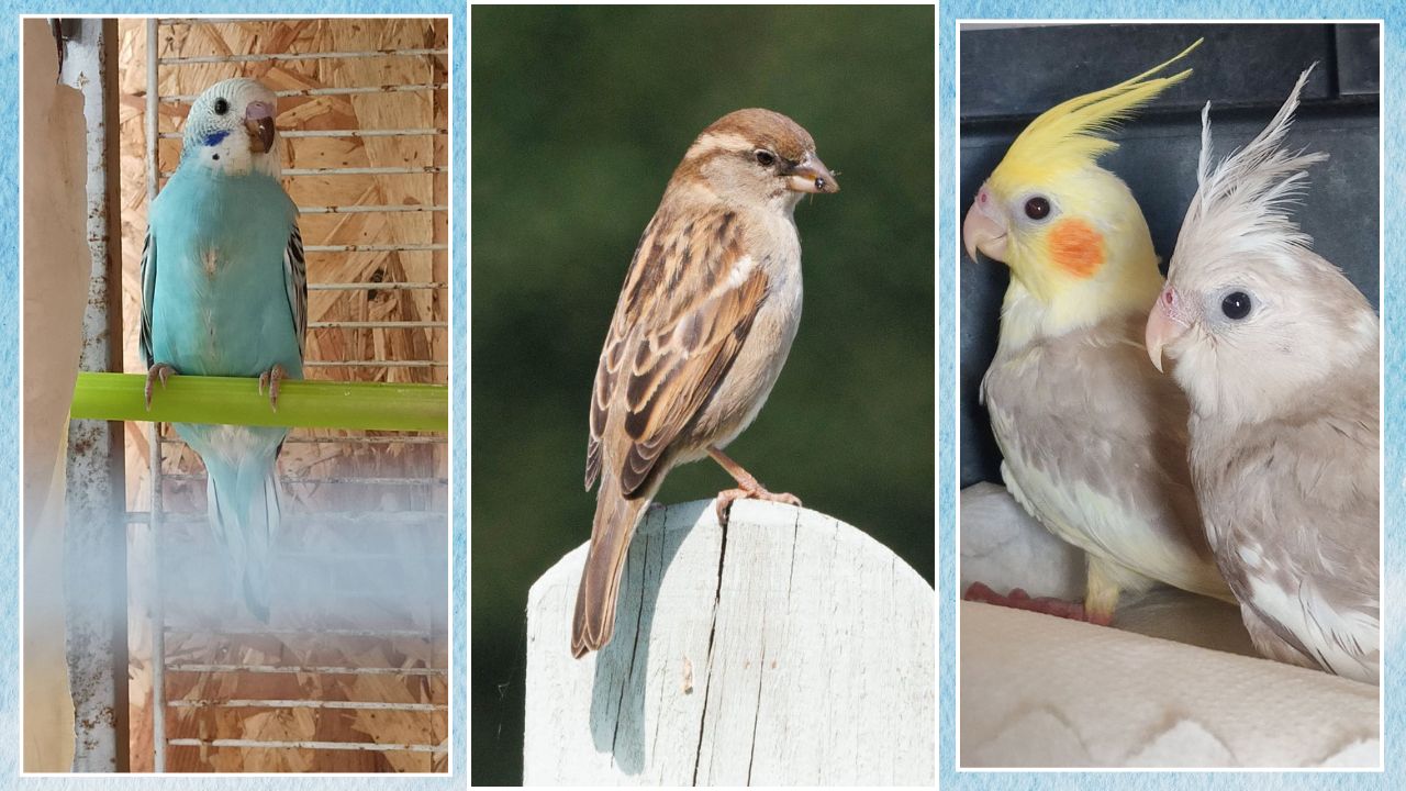 9.4 million garden birds counted pet bird lessons 2026