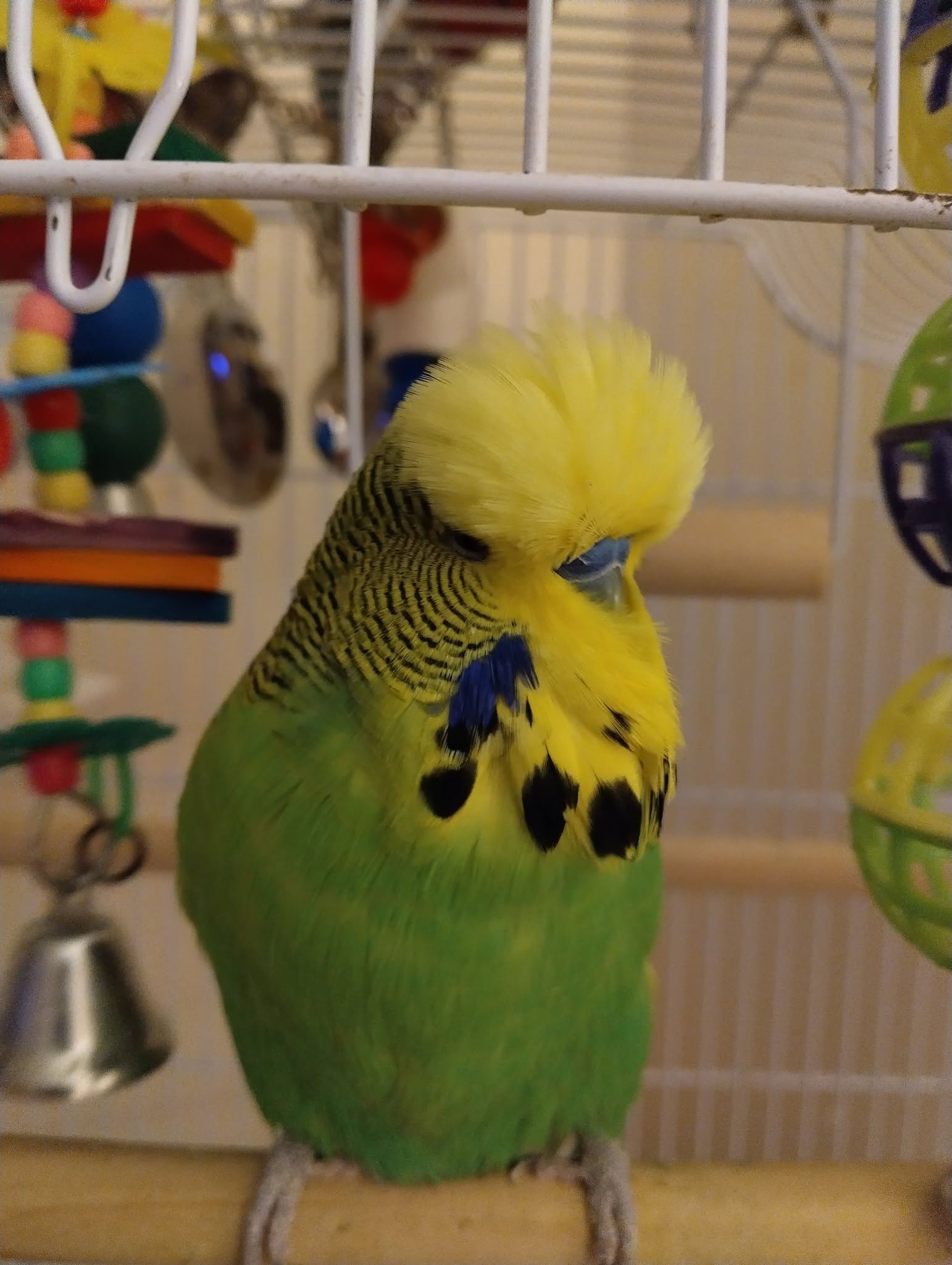 APHA bird registration UK pet birds 2026 