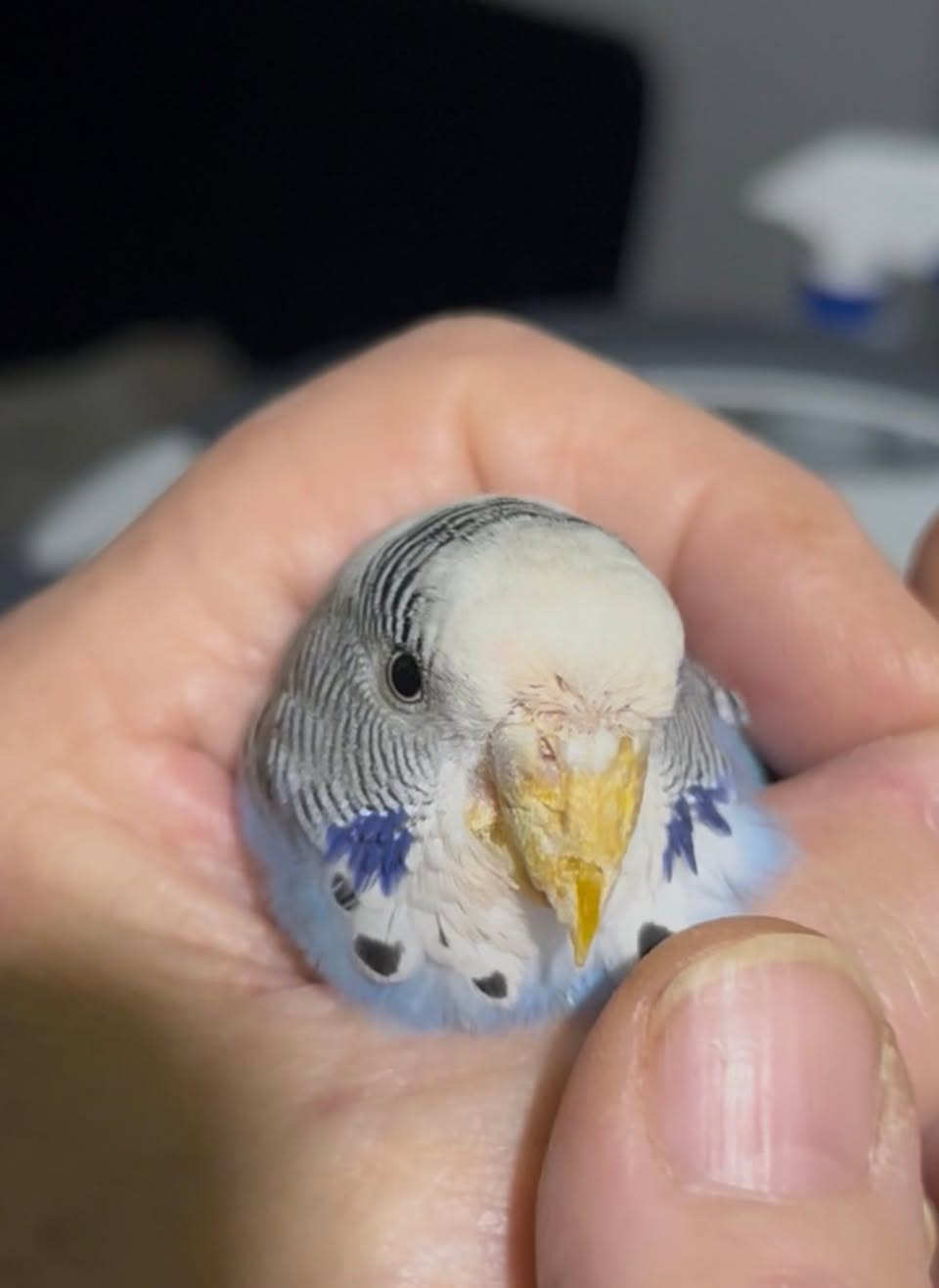 Advanced scaly face mite beak deformation budgie UK 