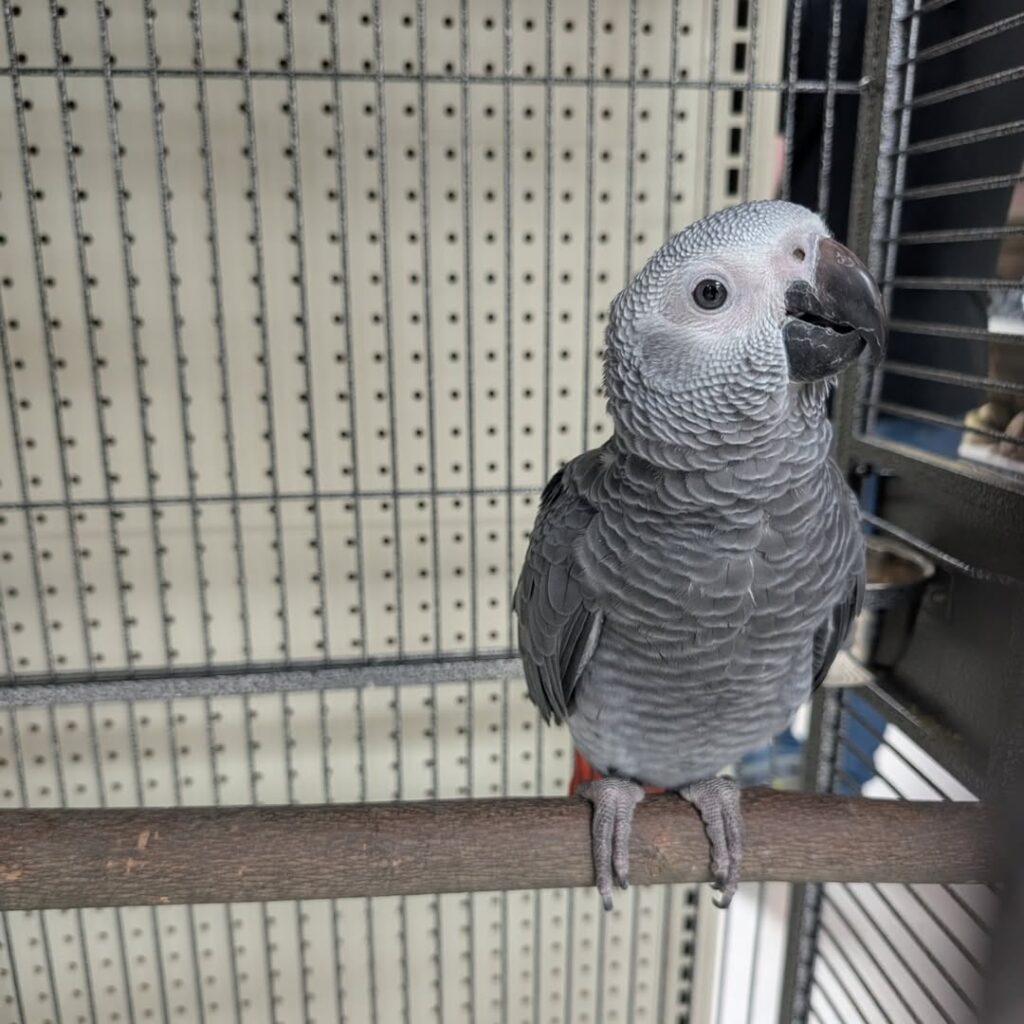 African Grey parrot lifespan up to 70 years.