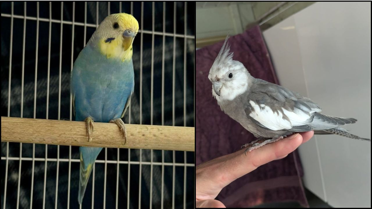 Amber heat warning UK pet bird emergency guide