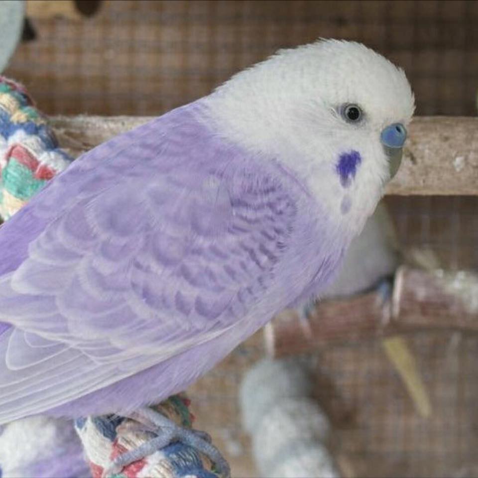 Apple seeds toxic to budgies cyanide warning UK safety