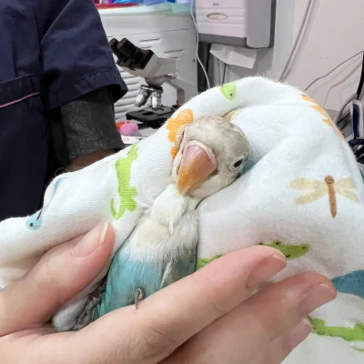 Avian vet RCVS CertZooMed UK three tiers