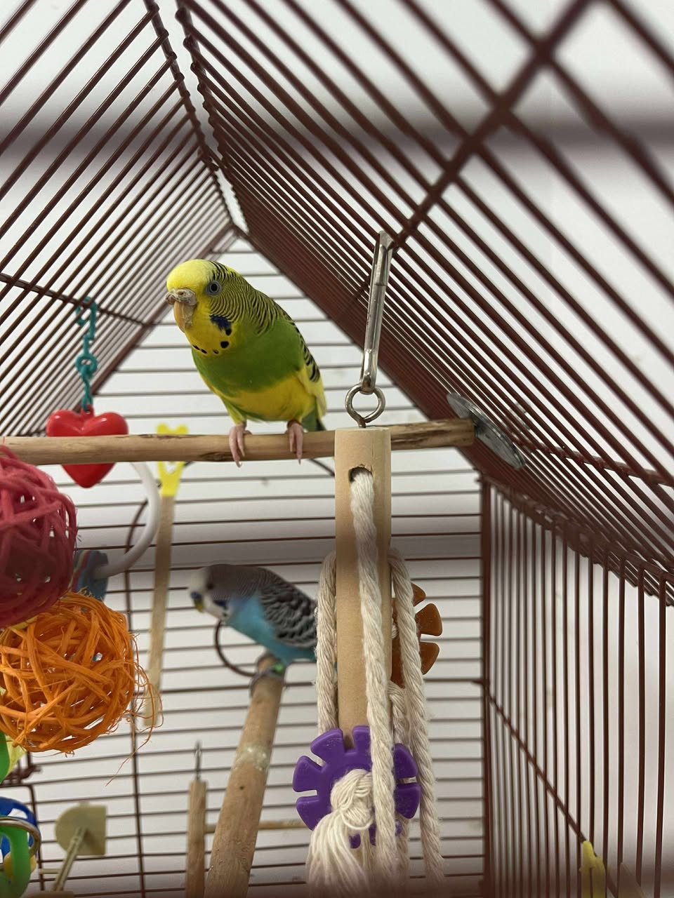 Avian vet examining budgie beak cere mite treatment UK 