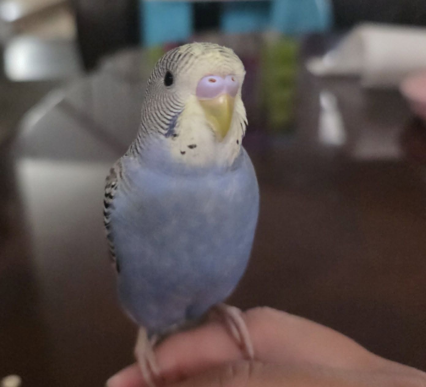 Bird breathing signs illness UK