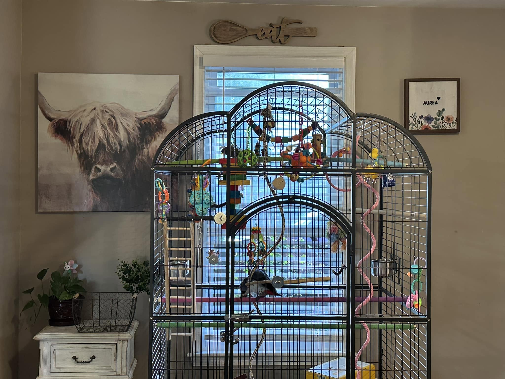 Bird cage moved away from sunny window cool room UK