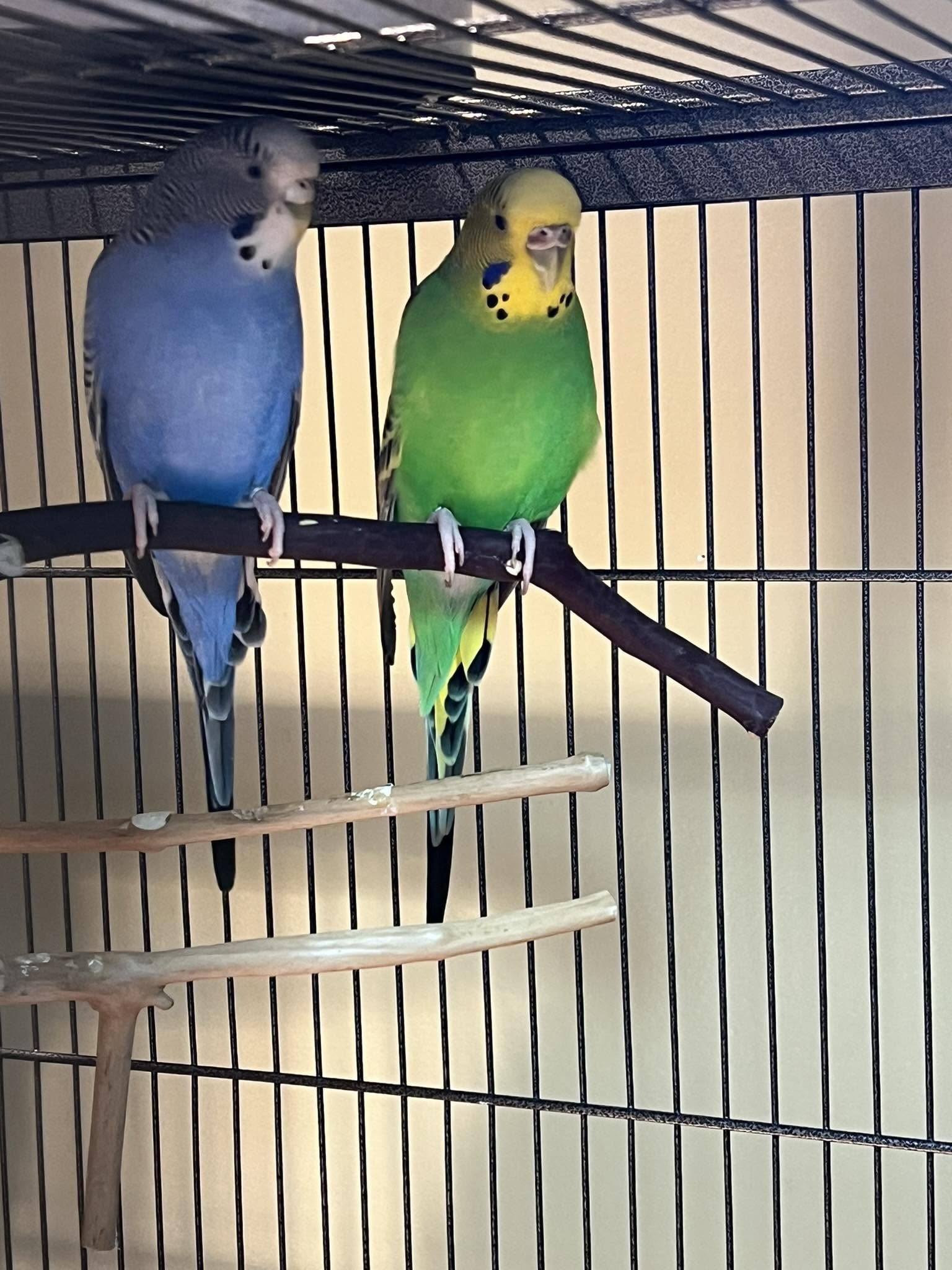 Bird owner cleaning cage biosecurity UK