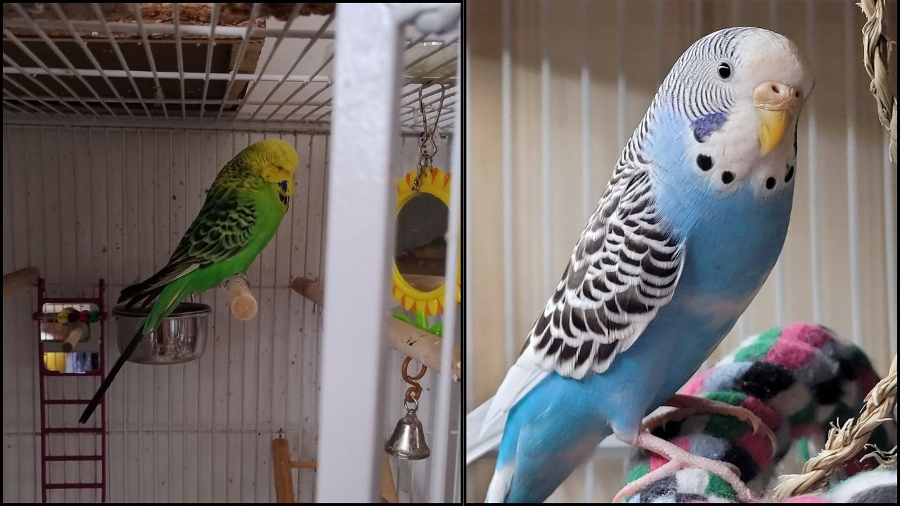 Bird quiet signs illness UK owner guide