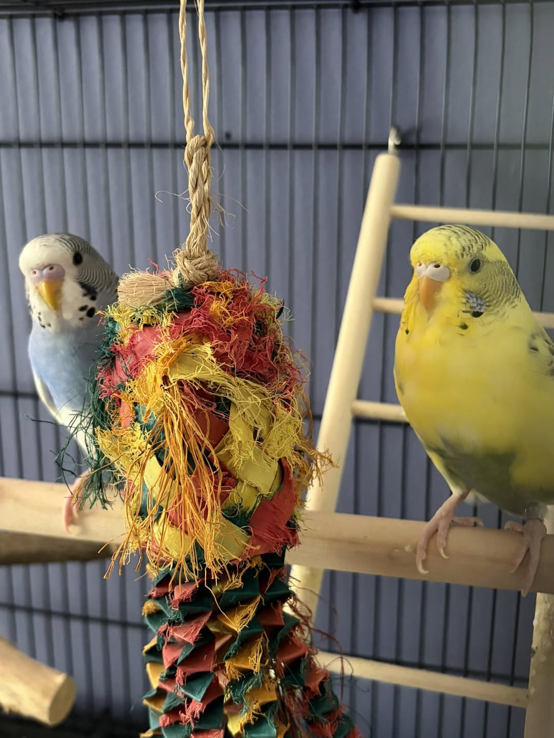 Bird seed price rise UK pet shop shelf 
