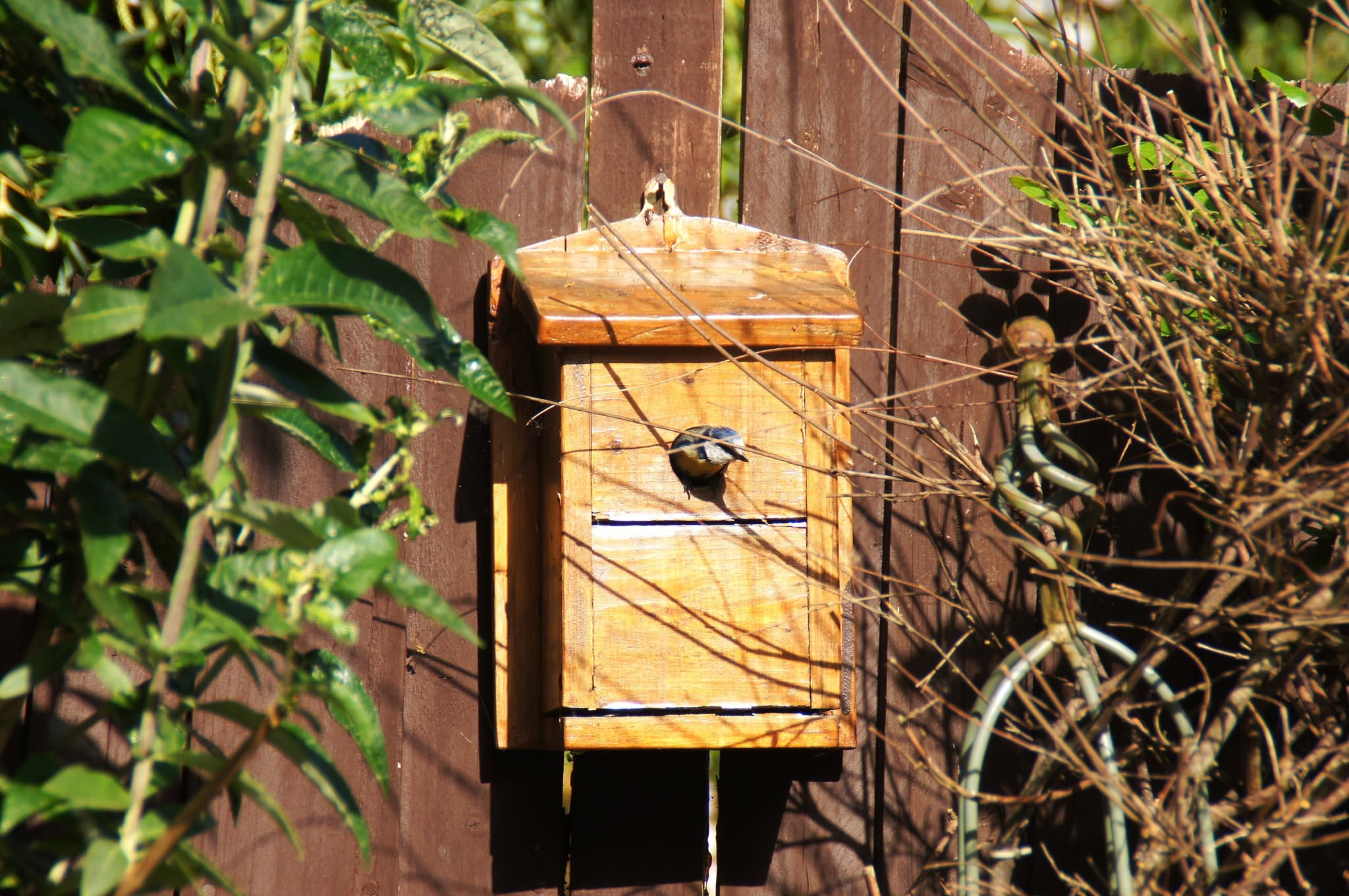 Blue tit nest box UK garden number two Birdwatch 