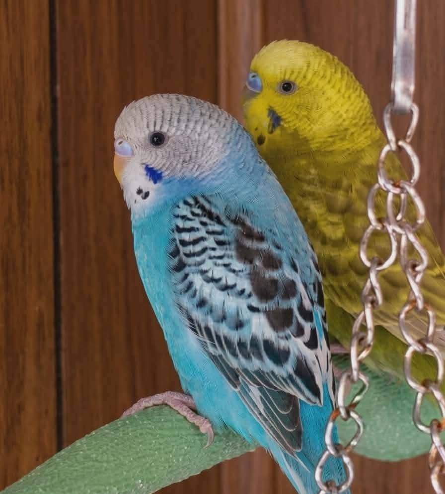 Bonded UK budgie shoulder owner trusting affection home Bonded UK budgie shoulder owner trusting affection home 