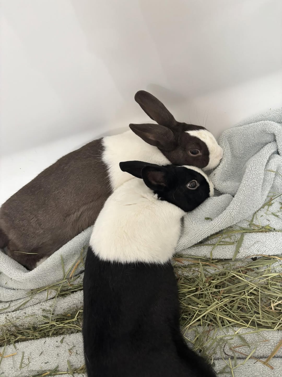 Bonded UK rabbit flopped relaxed beside owner deep trust 