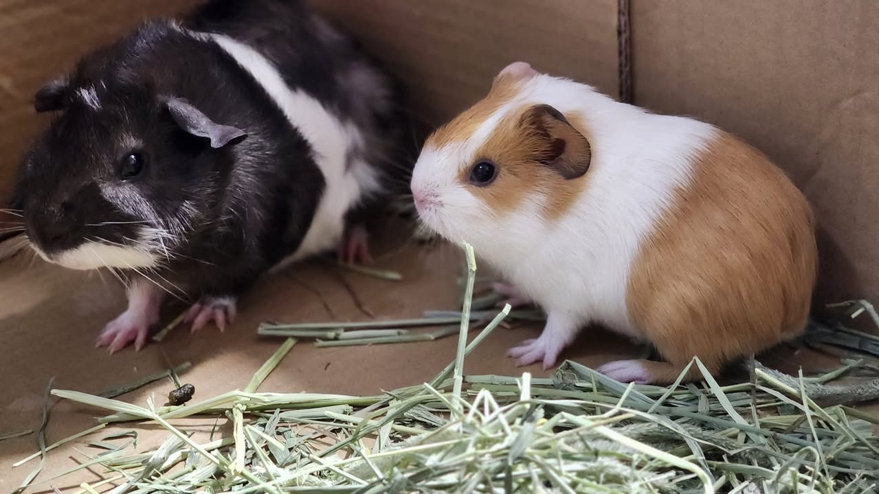 Bonded guinea pig pair together UK