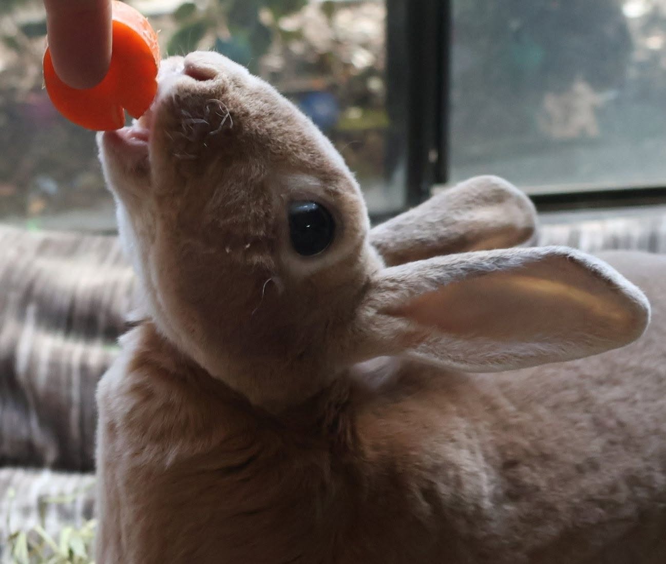 Bonded rabbit grooming owners hand with gentle lick and nibble UK