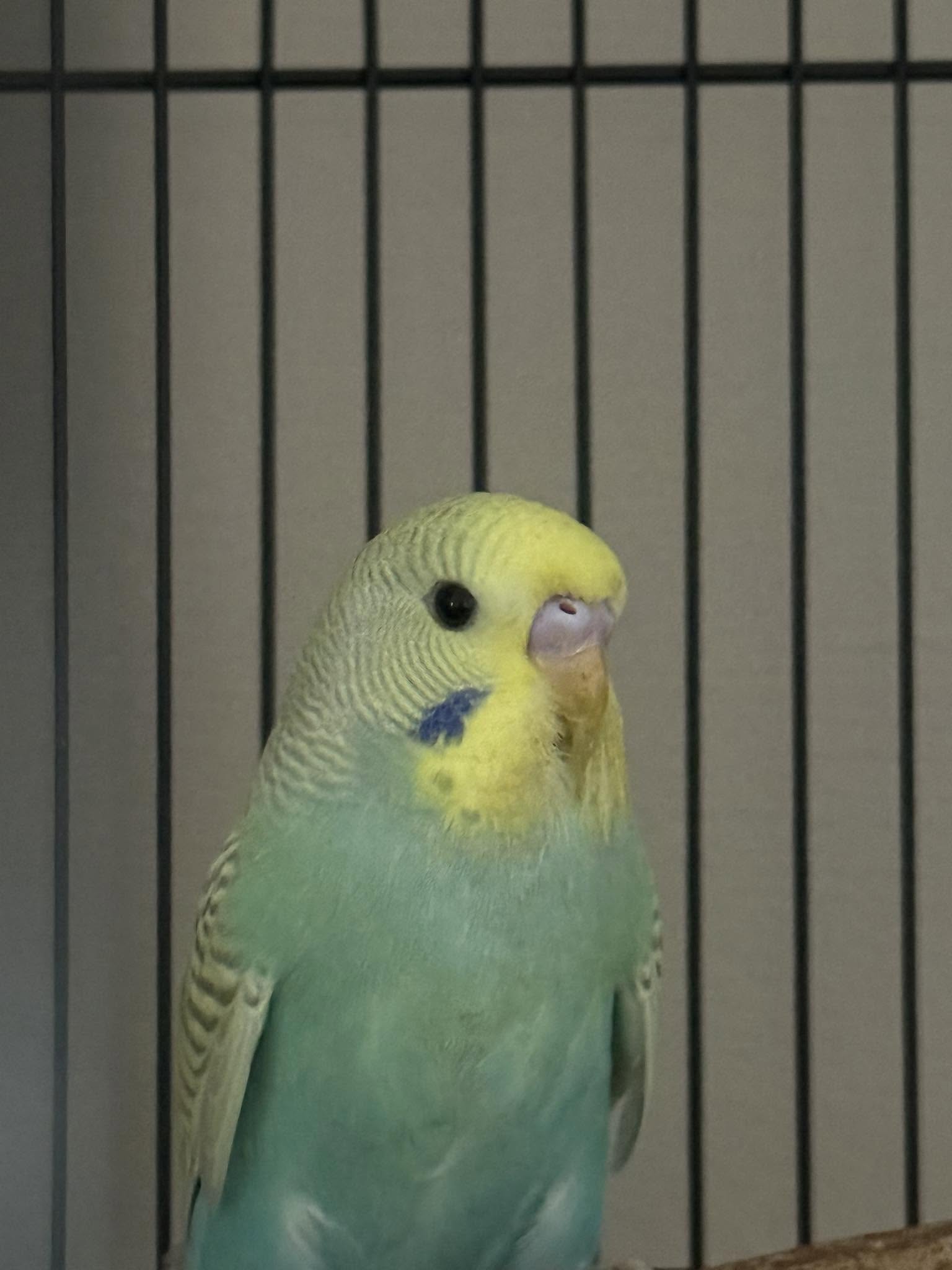 Budgerigar yawning wide beak open on perch UK home Budgerigar yawning wide beak open on perch UK home 
