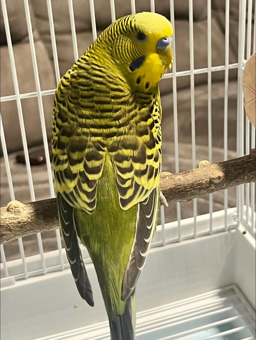 Budgie age assessment Paradise Pets Swindon