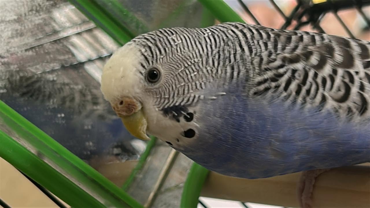 Budgie alert on perch head tilted assessing UK 