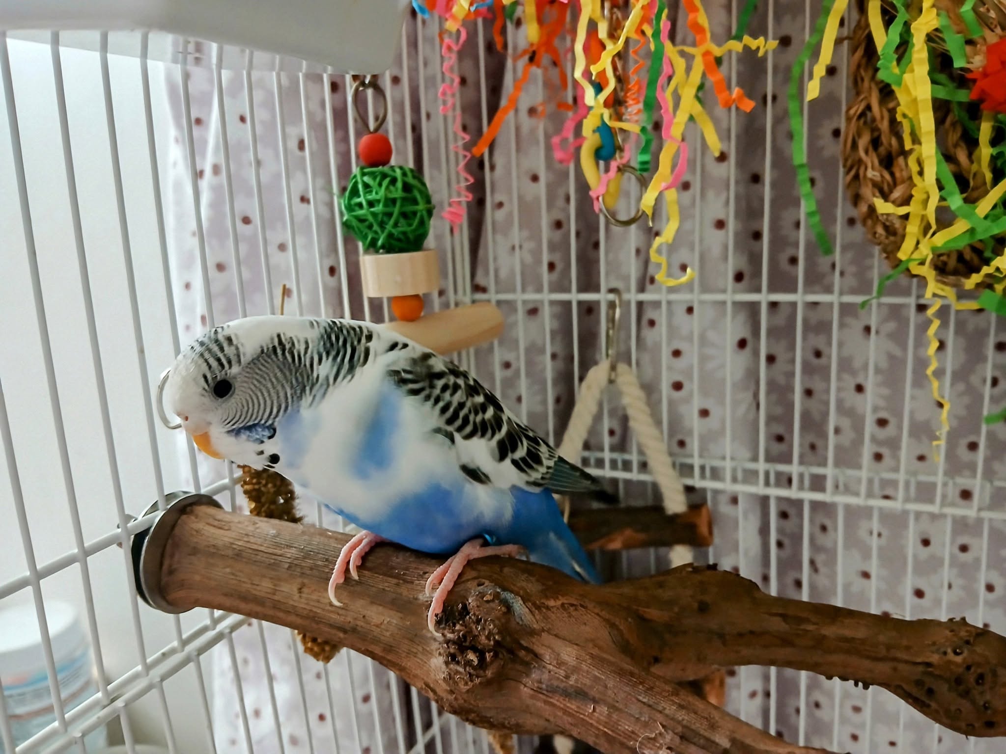 Budgie alone quiet after companion loss UK grief silent