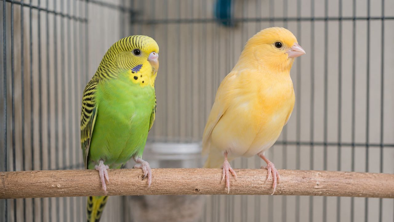 Budgie and canary comparison Paradise Pets UK