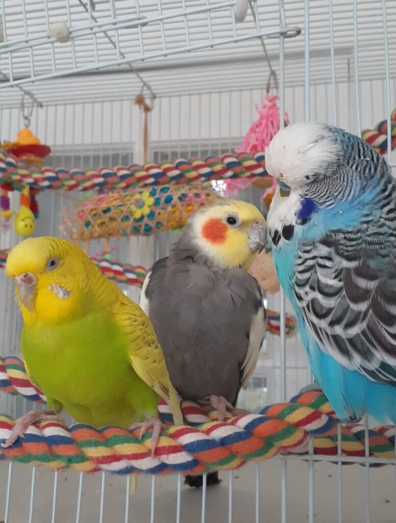 Budgie and cockatiel side by side UK comparison guide