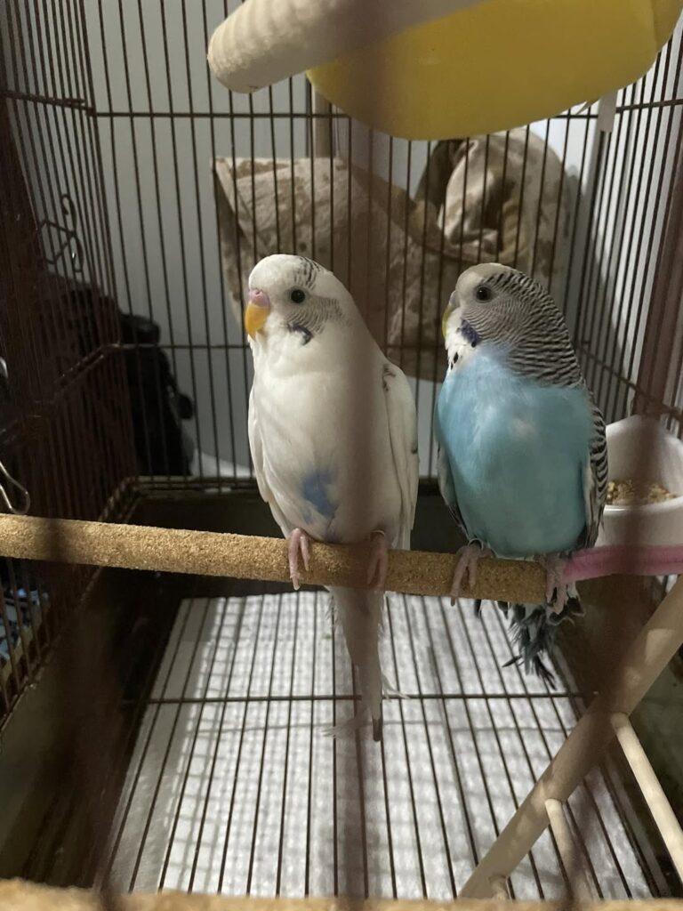 Budgie at far end of cage fear UK