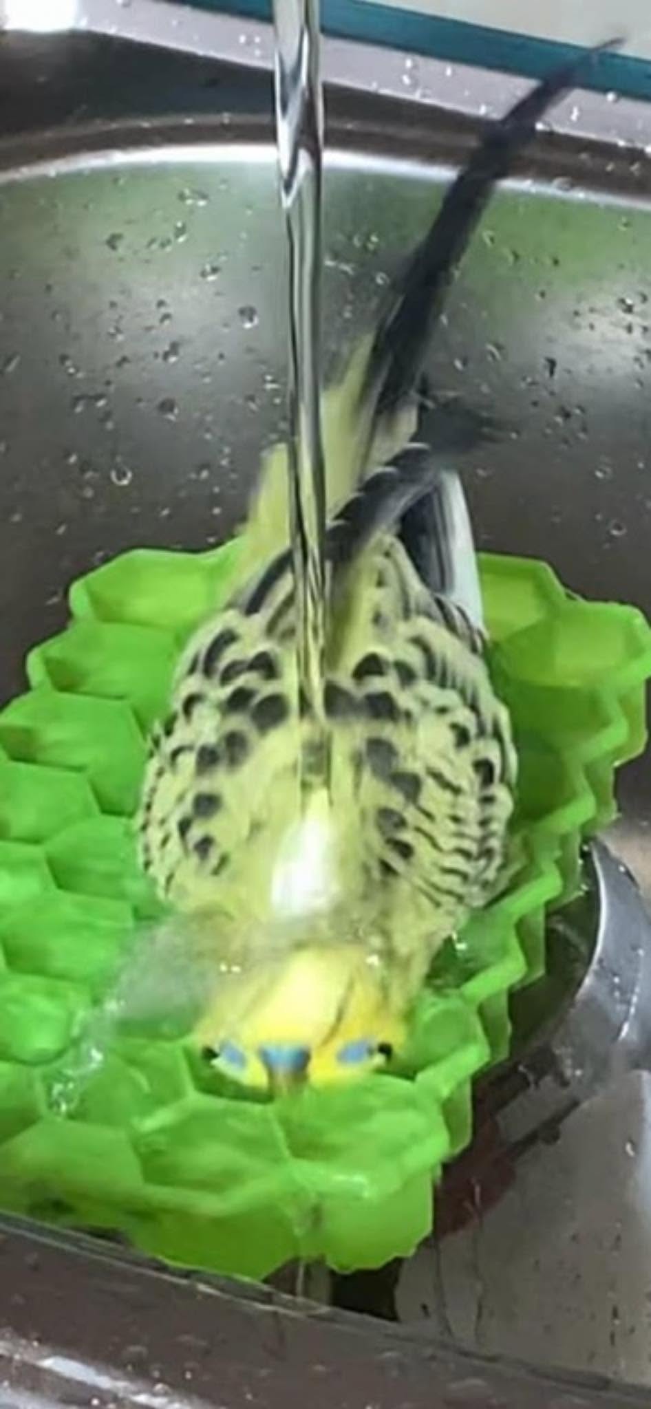 Budgie bath dish cool water UK heatwave June 2026