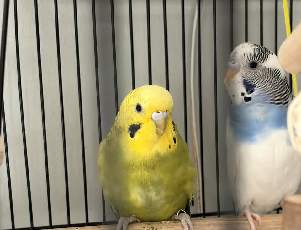 Budgie bathing water dish cool UK summer