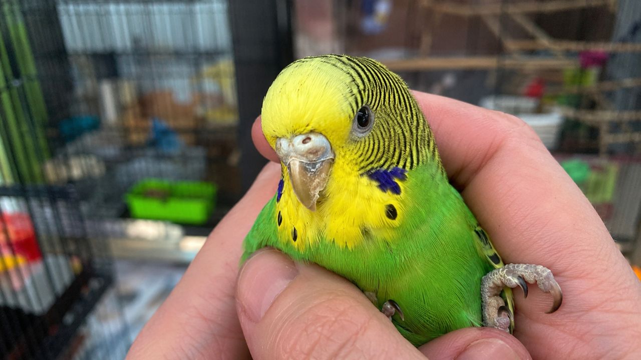 Budgie beak white spots UK owner urgent examination guide