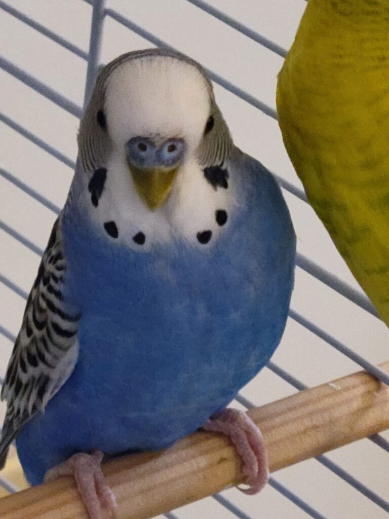 Budgie cage bar spacing 12mm safety measurement UK