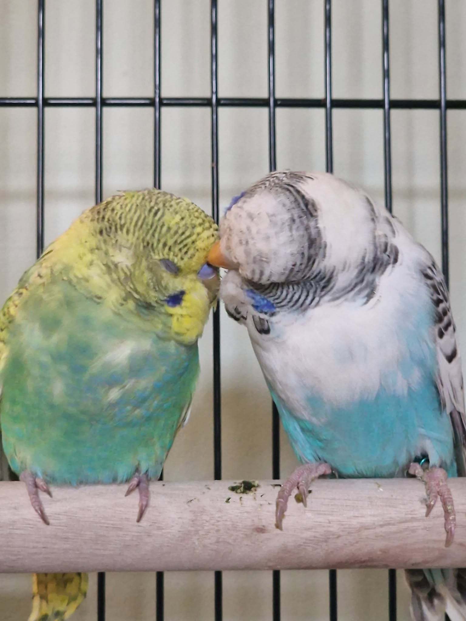 Budgie cage cover dark night UK shift worker light disruption