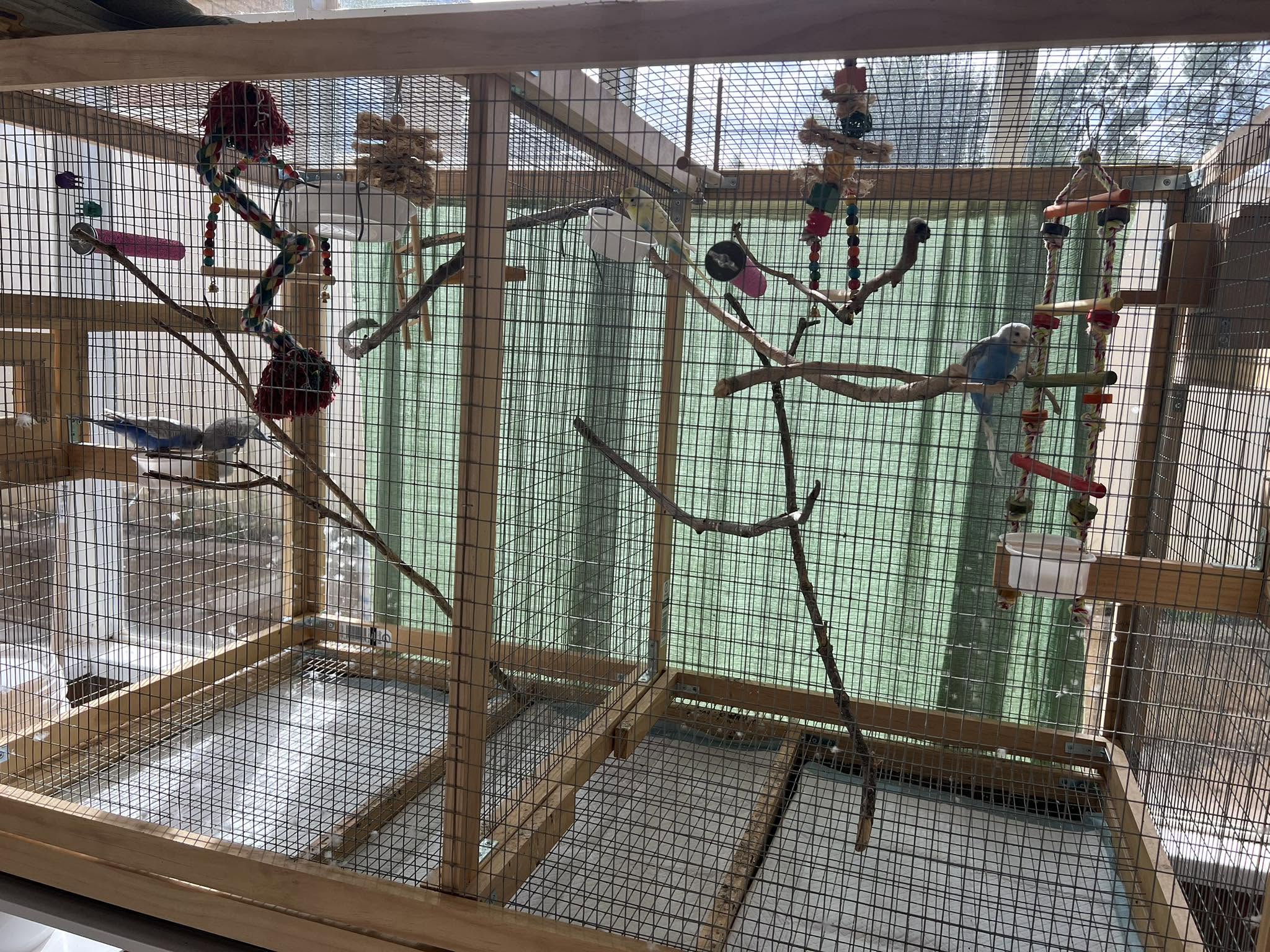 Budgie cage cover winter UK day length song reduction