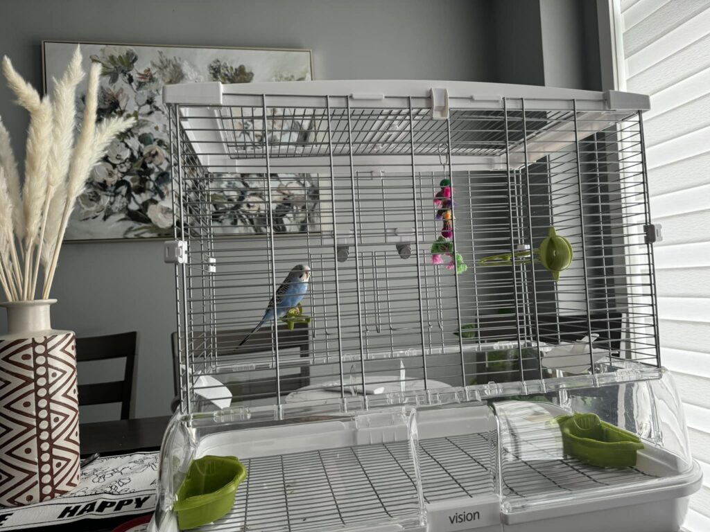 Budgie cage in new room position environmental change UK
