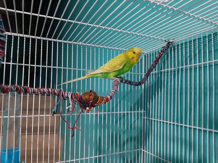 Budgie calling from cage perch UK