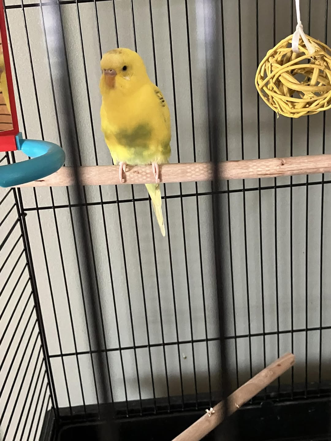 Budgie canary cage birds Paradise Pets Swindon