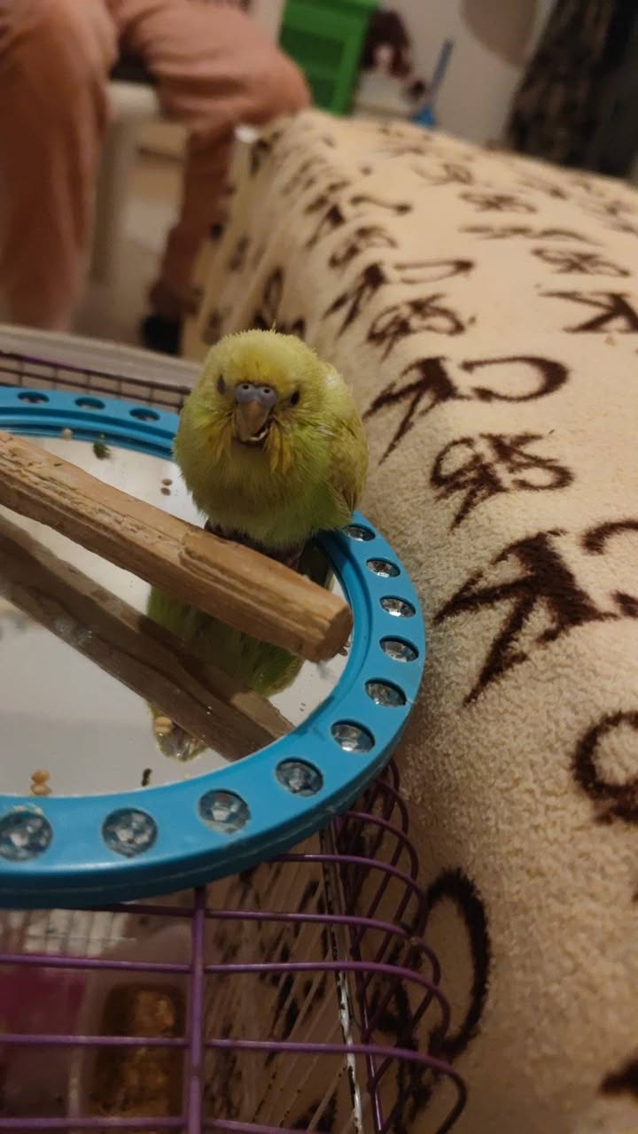 Budgie cere affected by scaly face mite UK 