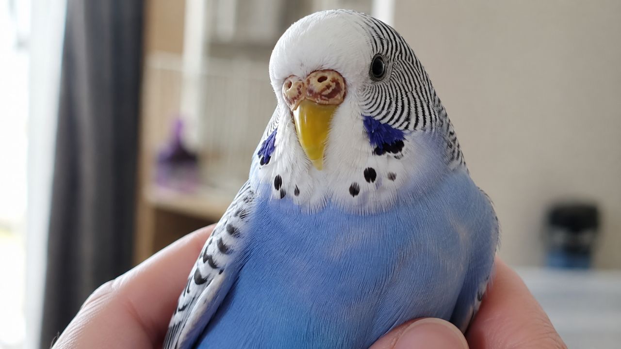 Budgie cere changing colour UK owner worried examining